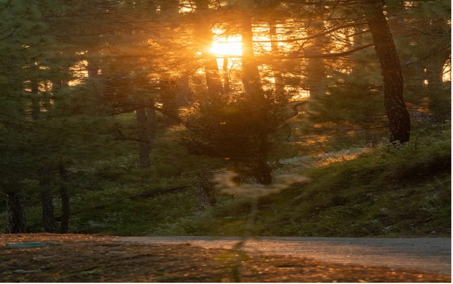 Escape to the Tranquility of Nature: Discover the Best Resorts in Binsar