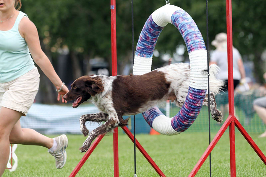 Individual Dog Enrichment Activities for Better Daily Behaviour